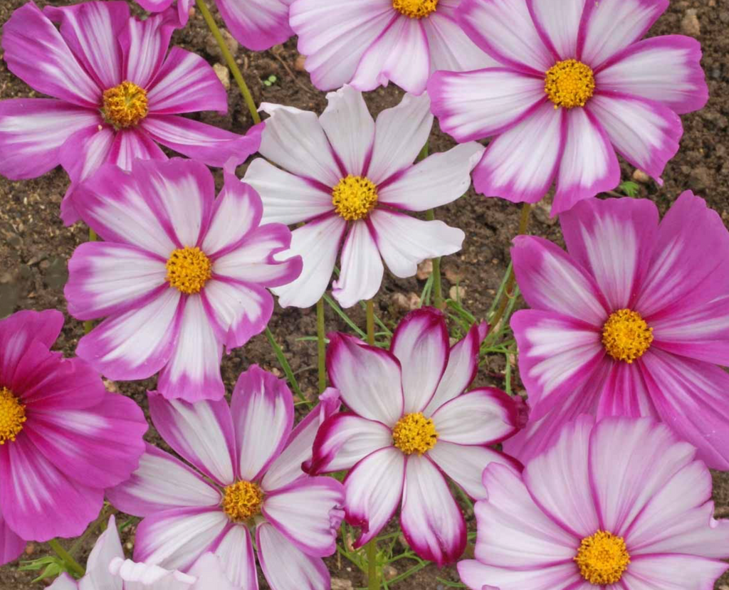 Add a Pop of Color to Your Garden with Cosmos Candystripe