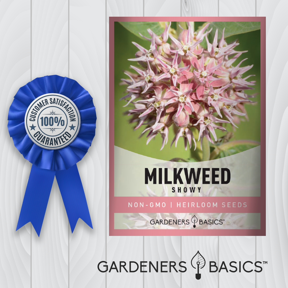 Native Plants for Native Pollinators: Showy Milkweed Edition