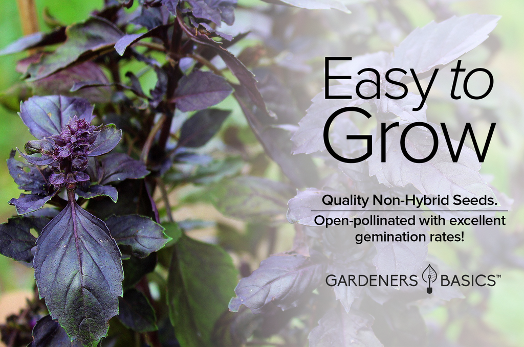 Discover the Many Benefits of Growing Your Own Dark Opal Basil