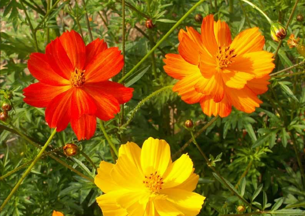 The Benefits of Sulphur Cosmos Bright Lights for Bee Pollination