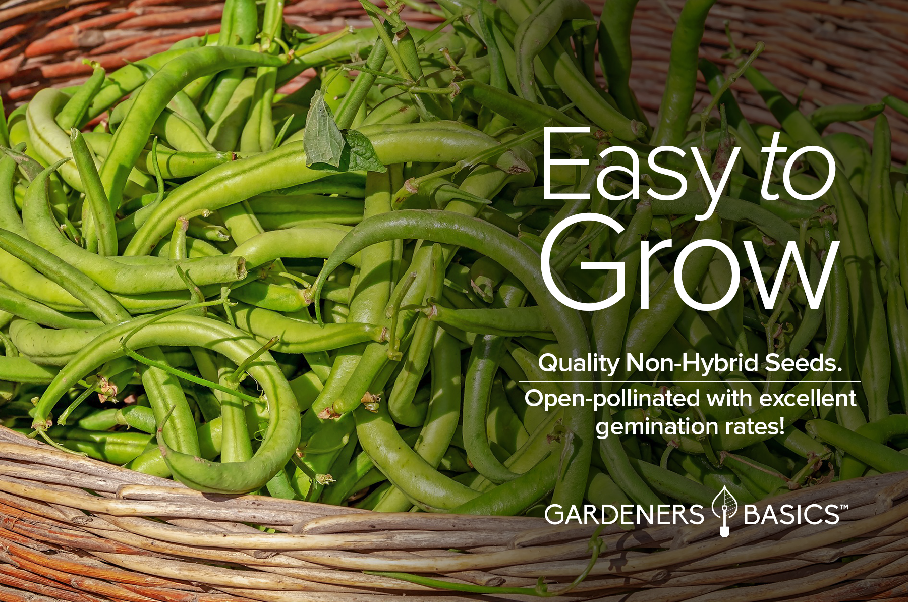 green bean seed planting depth Bush Contender Bean Seeds: Fast-Growing & Delicious Green Beans – Gardeners Basics