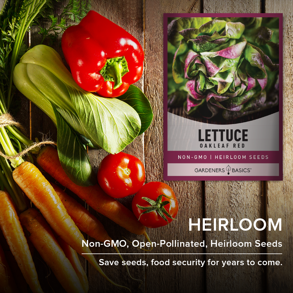 Red Oakleaf Lettuce Seeds – The Perfect Addition to Your Home Garden & Healthy Diet