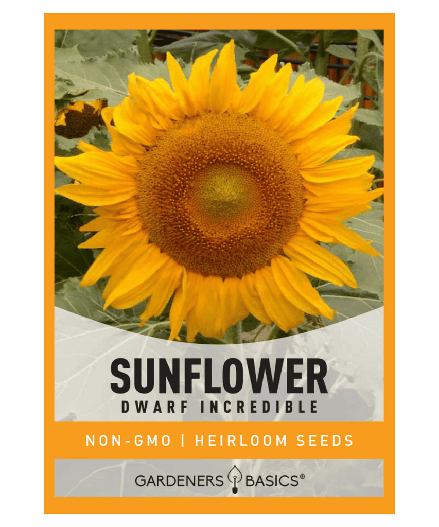 Dwarf Incredible Sunflower Seeds Helianthus annuus Yellow sunflower Planting sunflower seeds Sunflower beds Garden borders Large containers Seed-eating birds Full sun plants Easy-to-grow flowers