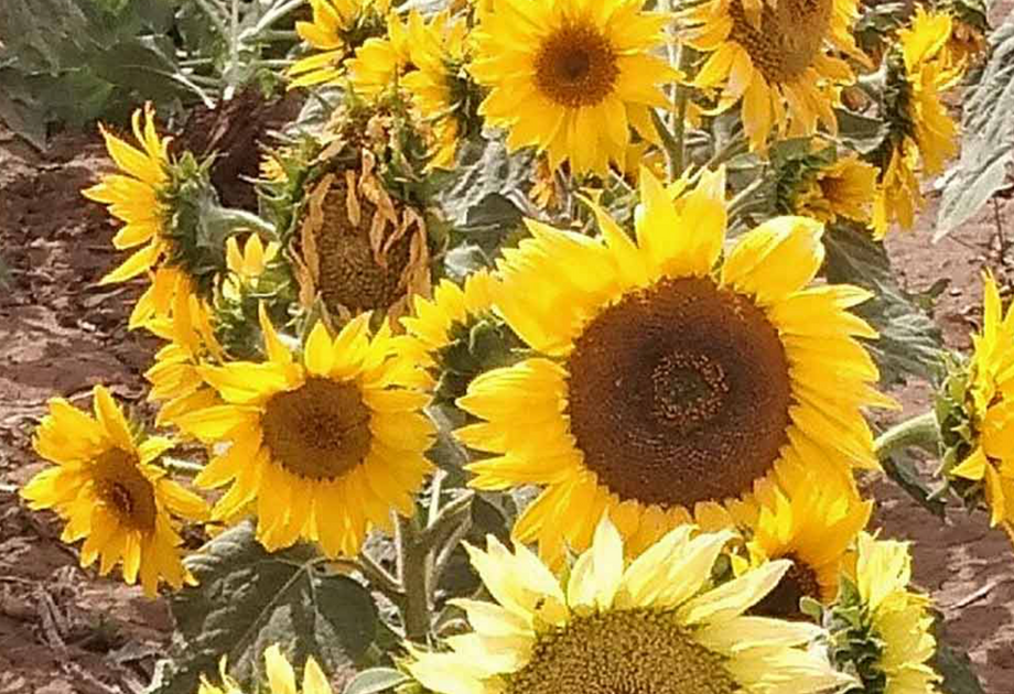 dwarf sunflower seeds for planting Dwarf Incredible Sunflower Seeds