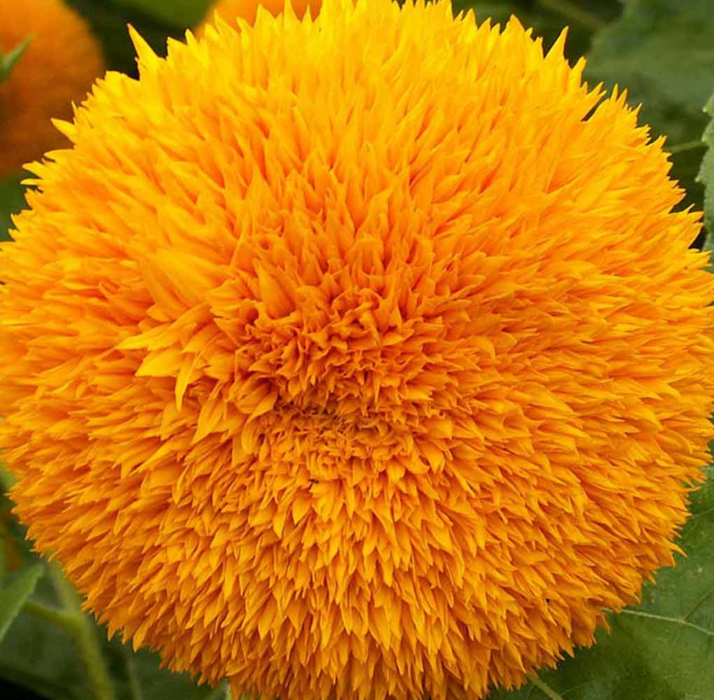 Grow Charming Teddy Bear Sunflowers with Dwarf Sungold Seeds