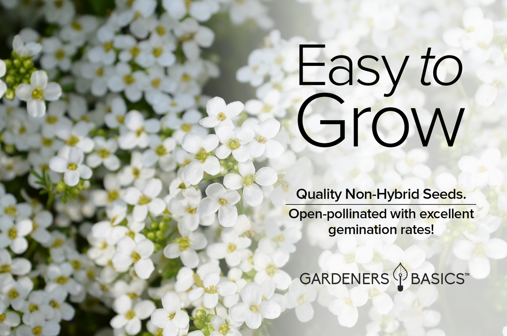 Carpet of Snow Alyssum Seeds: Create Charming Borders with Dwarf Sweet Alyssum