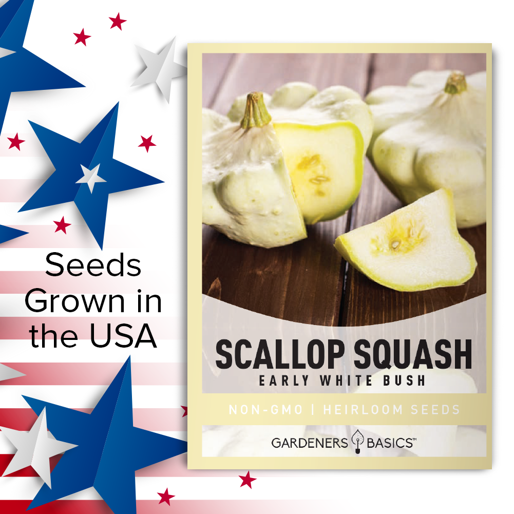 Enjoy Year-Round Squash with Early White Bush Scallop Summer Squash Seeds