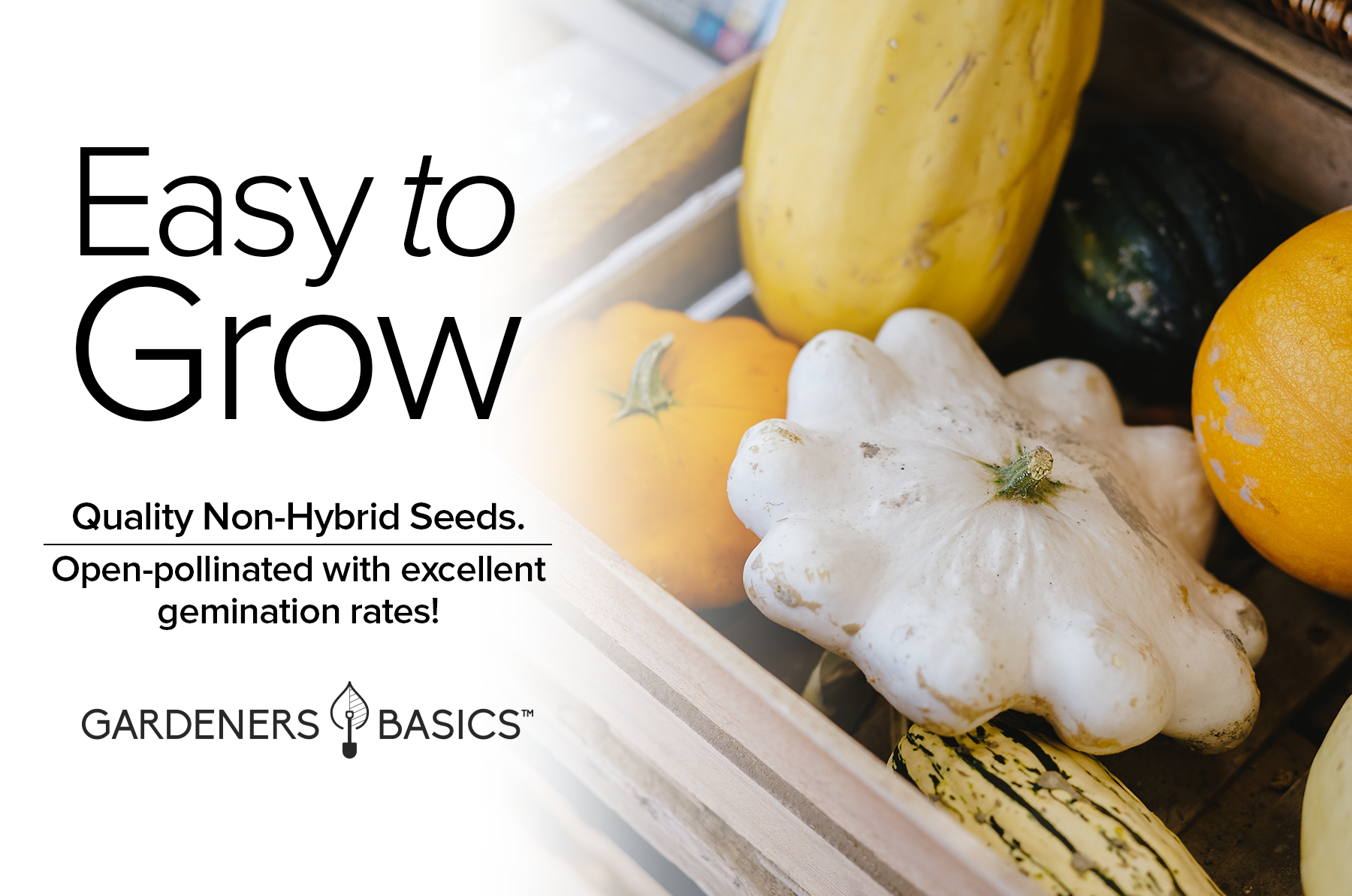 squash seeds to plant Early White Bush Scallop Squash Seeds for Planting Gardens & Container