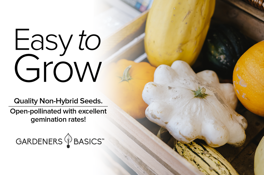 How to Save & Store Your Early White Bush Scallop Squash Seeds