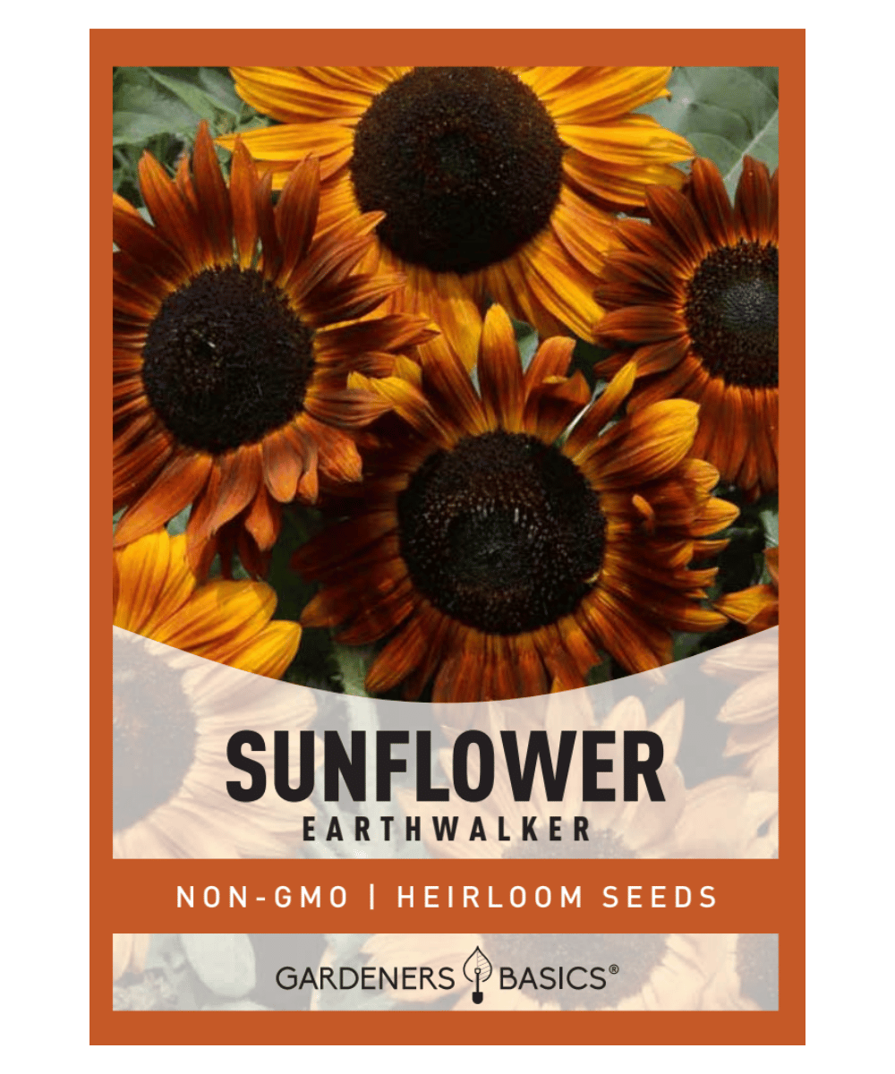 Earthwalker Sunflower Seeds For Sale Grow A Pollinator-Friendly Garden ...