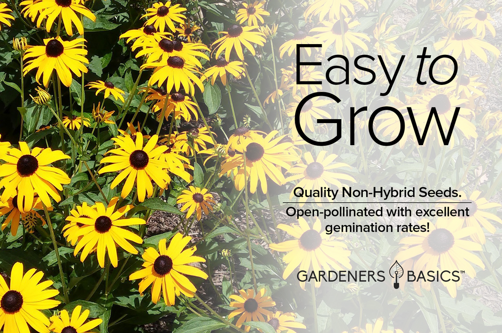 Black Eyed Susan Flower Seeds: Boost Garden Biodiversity