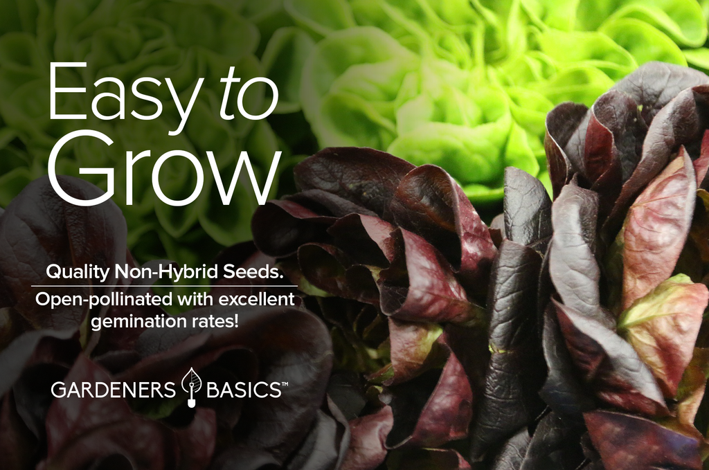 Plant Cimmaron Romaine Lettuce Seeds for a Vibrant, Healthy Garden