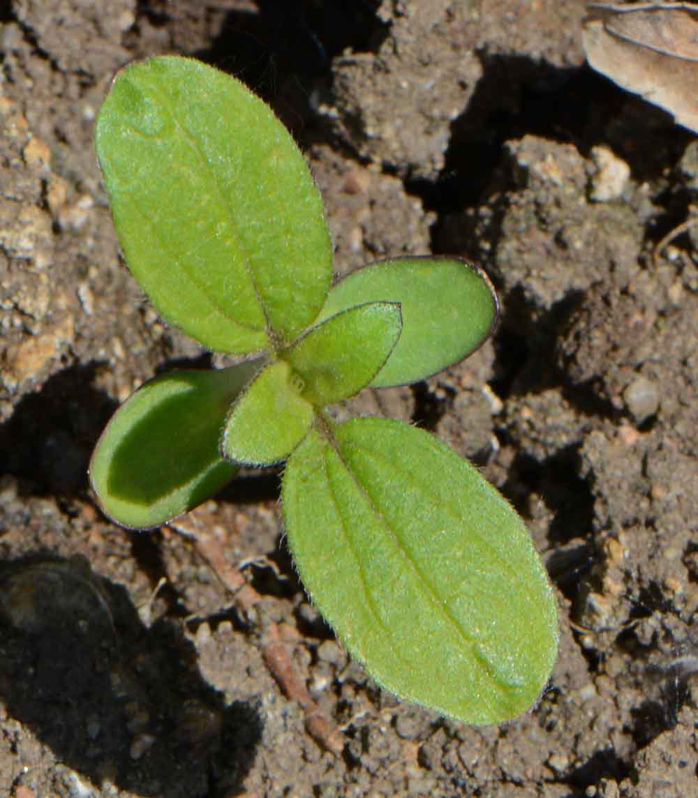 Brighten Up Your Outdoor Space with Dwarf Sunflower Incredible Seeds