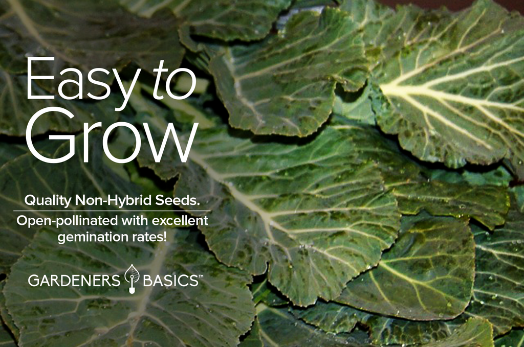 Plant a Taste of the South with Georgia Southern Collard Seeds