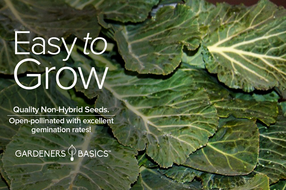 Georgia Southern Collard Seeds for Planting: Grow Your Own Superfood –  Gardeners Basics