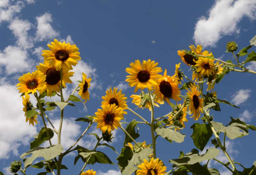 Towering Beauty: Plant Henry Wilde Sunflower Seeds for a Stunning Garden Display