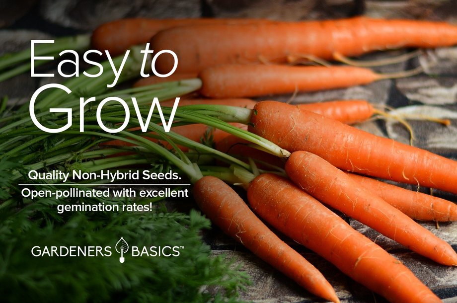 tips for planting carrot seeds Imperator 58 Carrot Seeds For Planting: Add to Your Vegetable Garden –  Gardeners Basics