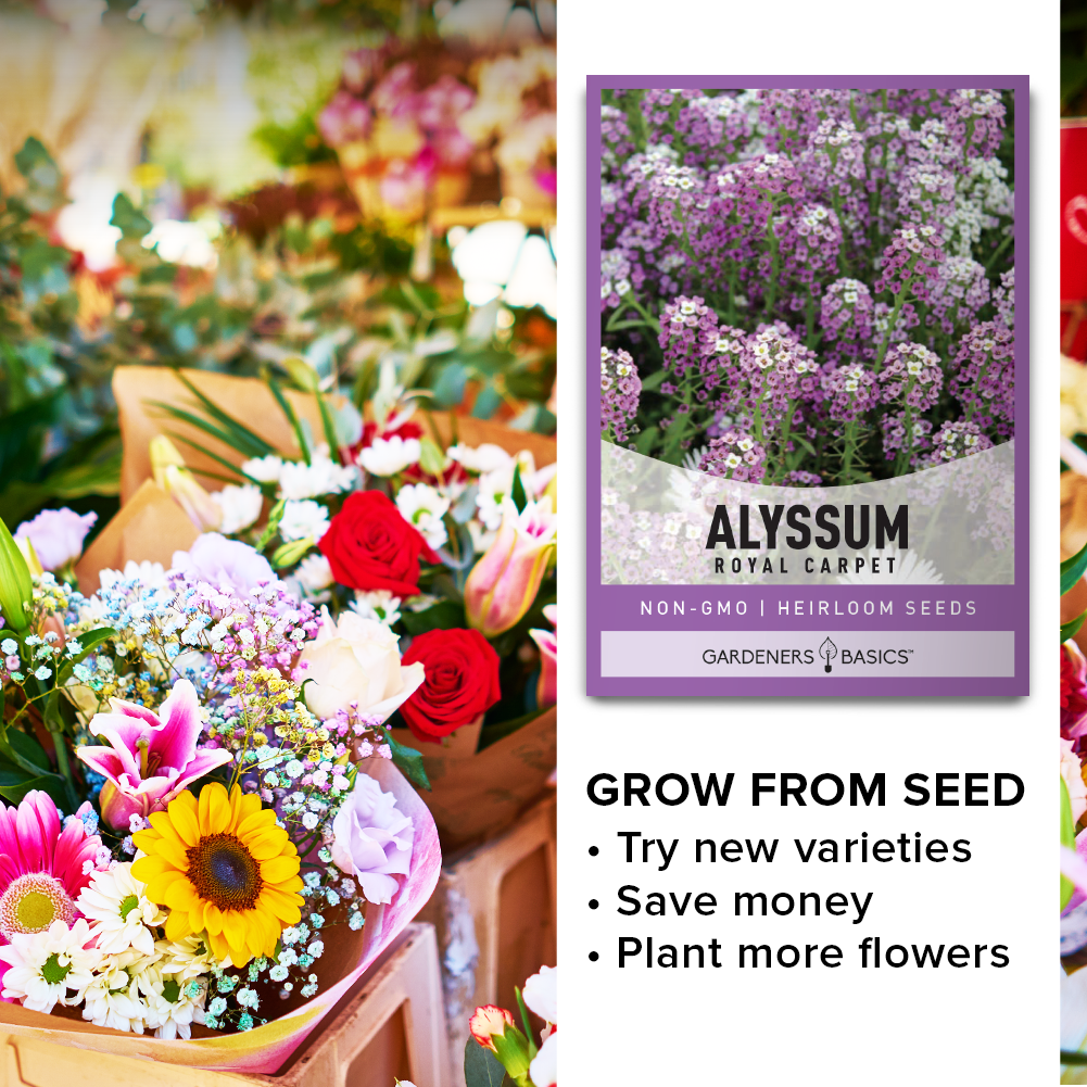 Royal Carpet Dwarf Sweet Alyssum Seeds For Sale Online