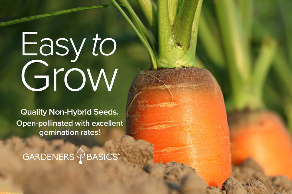 Royal Chantenay Carrot Seeds: A Garden Staple for Every Home