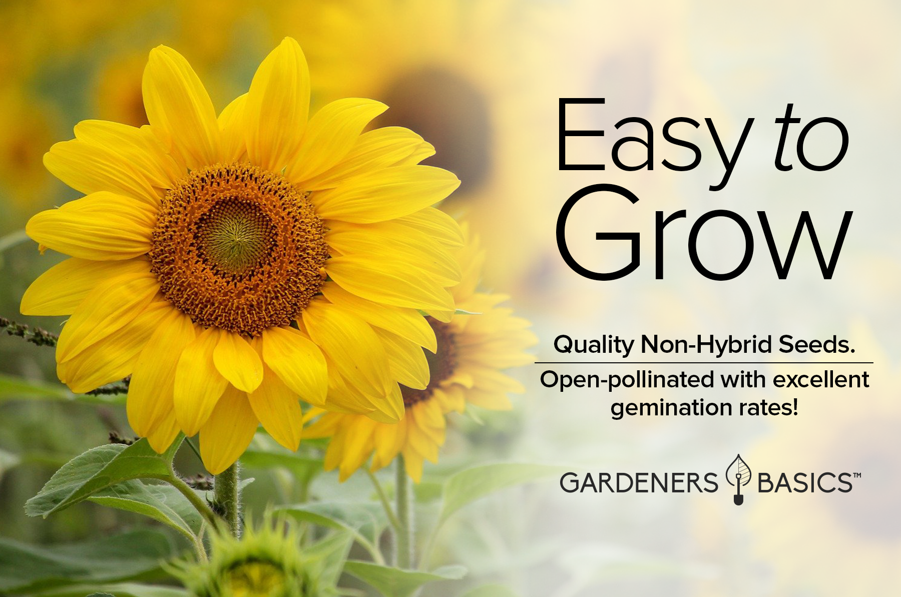 sunflower seed planting rate Sunspot Sunflower Seeds for Sale