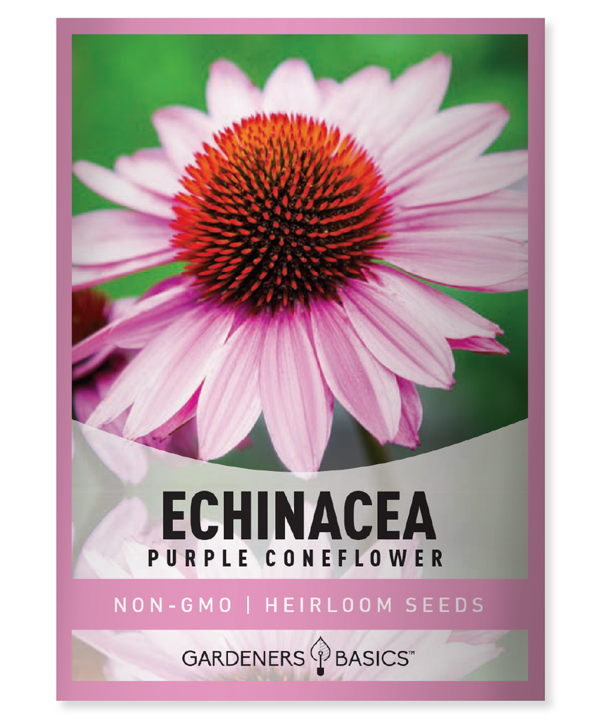 Echinacea Seeds, Purple Coneflower, Echinacea Purpurea, Perennial Seeds, Pollinator Garden, Wildlife Garden, Butterfly Garden, Summer Blooms, Hedgehog Coneflower, Ottoe Skipper, Bird-Friendly Garden, Cut Flower, Full Sun, Partial Shade, Heat Tolerant