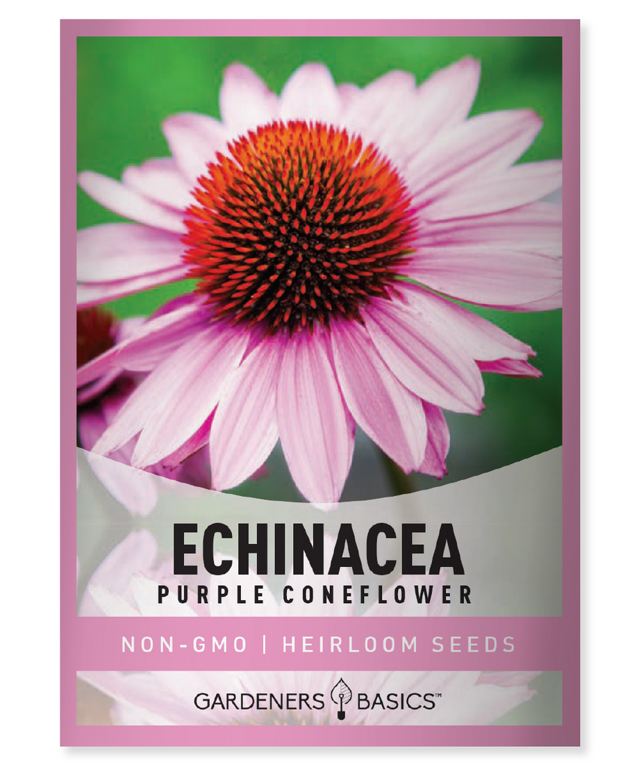 echinacea purpurea from seed Echinacea Purple Coneflower Seeds