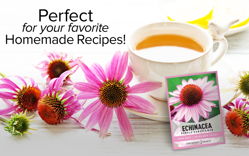 Purple Coneflower Seeds - Echinacea Purpurea for Attractive, Pollinator-Friendly Gardens