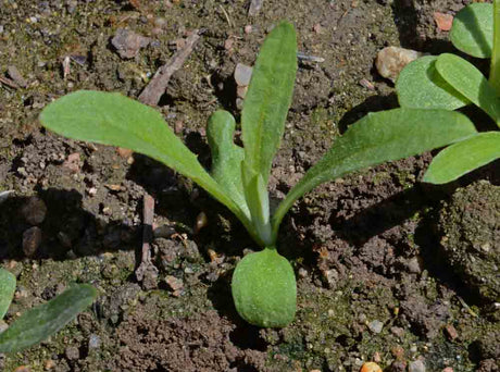 The Benefits of Growing Cornflower Tall Mix in Your Garden