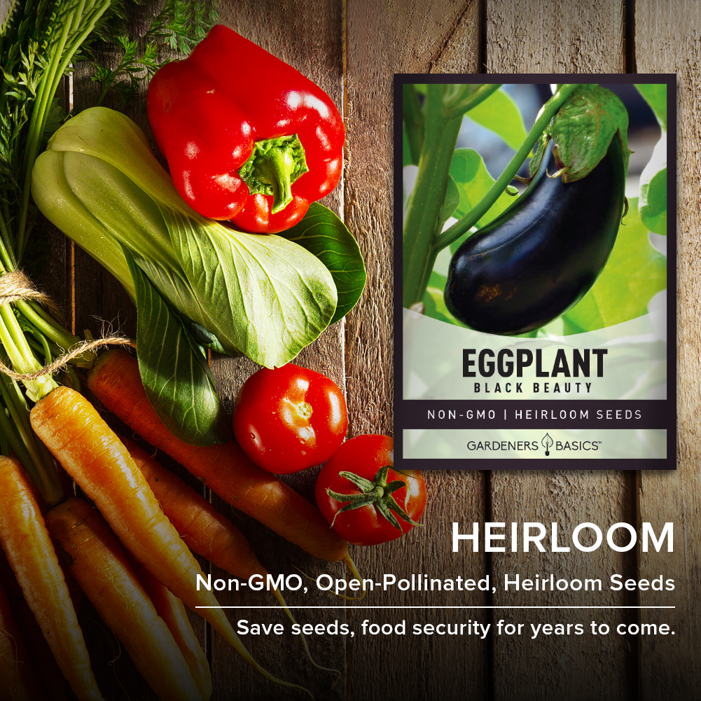 Black Beauty Eggplant Seed Non-GMO Heirloom Seed For Planting Home Vegetable Gardens