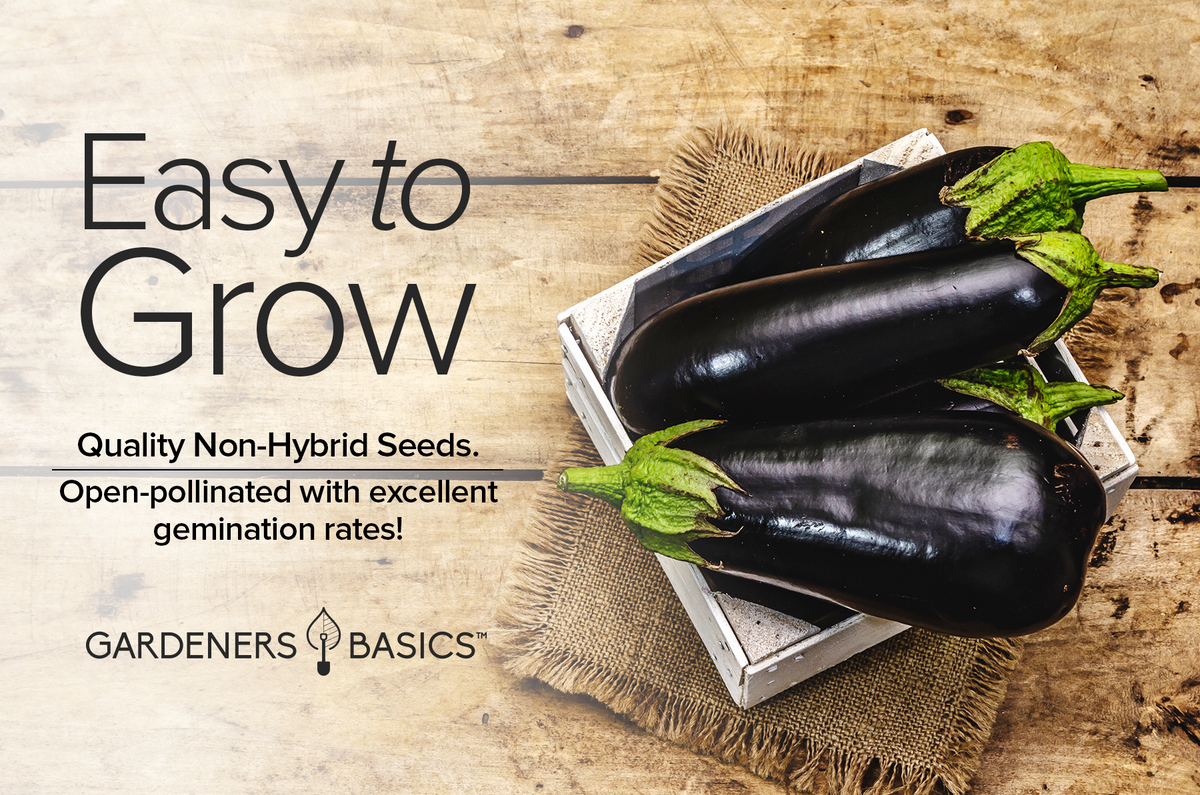 Black Beauty Eggplant Seeds Non-GMO Heirloom Seeds For Planting Home Vegetable Garden Easy To Grow
