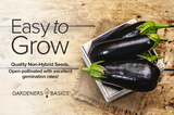 Black Beauty Eggplant Seeds Non-GMO Heirloom Seeds For Planting Home Vegetable Garden Easy To Grow