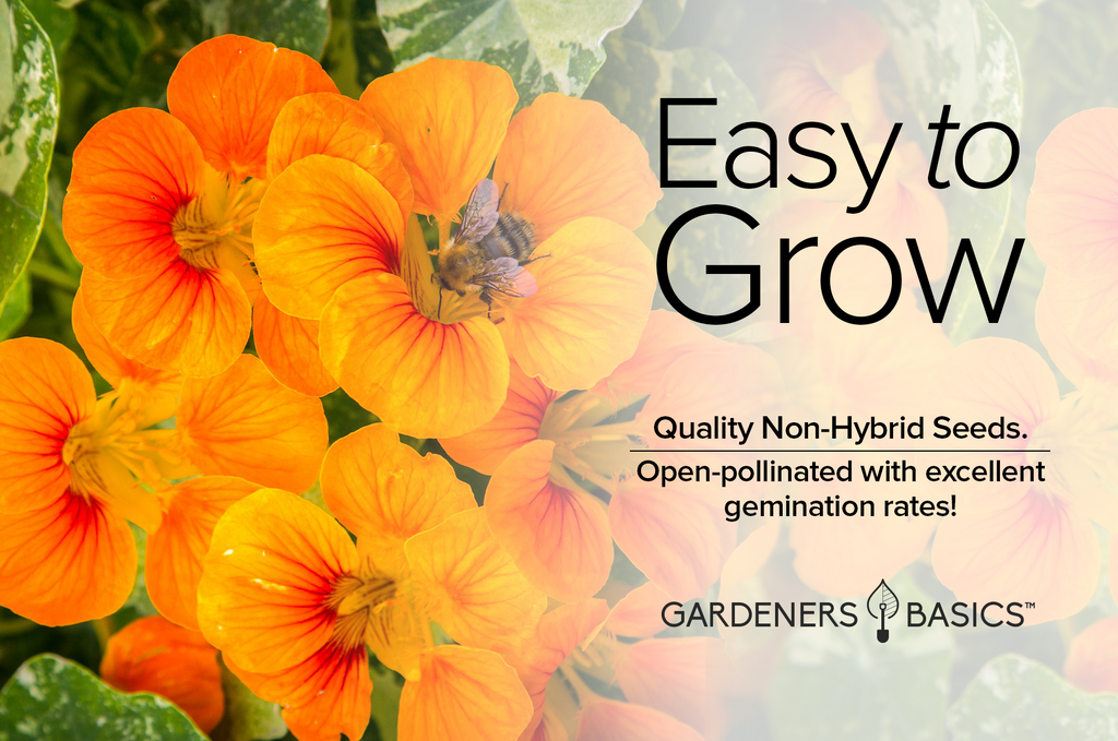 Nasturtium Jewel Mix Flower Seeds: The Perfect Blend of Beauty & Flavor