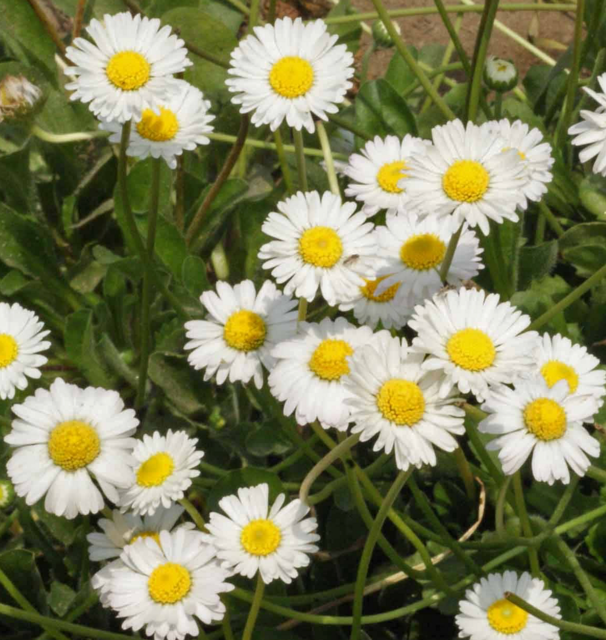 Add Charm and Elegance to Your Garden with English Daisies