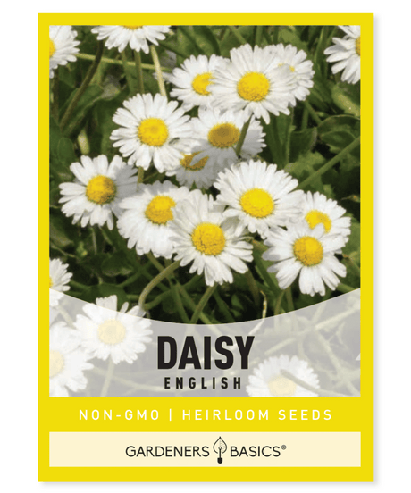 English Daisy Bellis perennis Perennial White flowers Rock gardens Containers Borders Alternative lawn mixes Full sun Partial shade Moderate moisture 4-6 inches tall Spring bloom Summer bloom Heat tolerance Afternoon shade Low-maintenance Versatile Easy to grow European flower