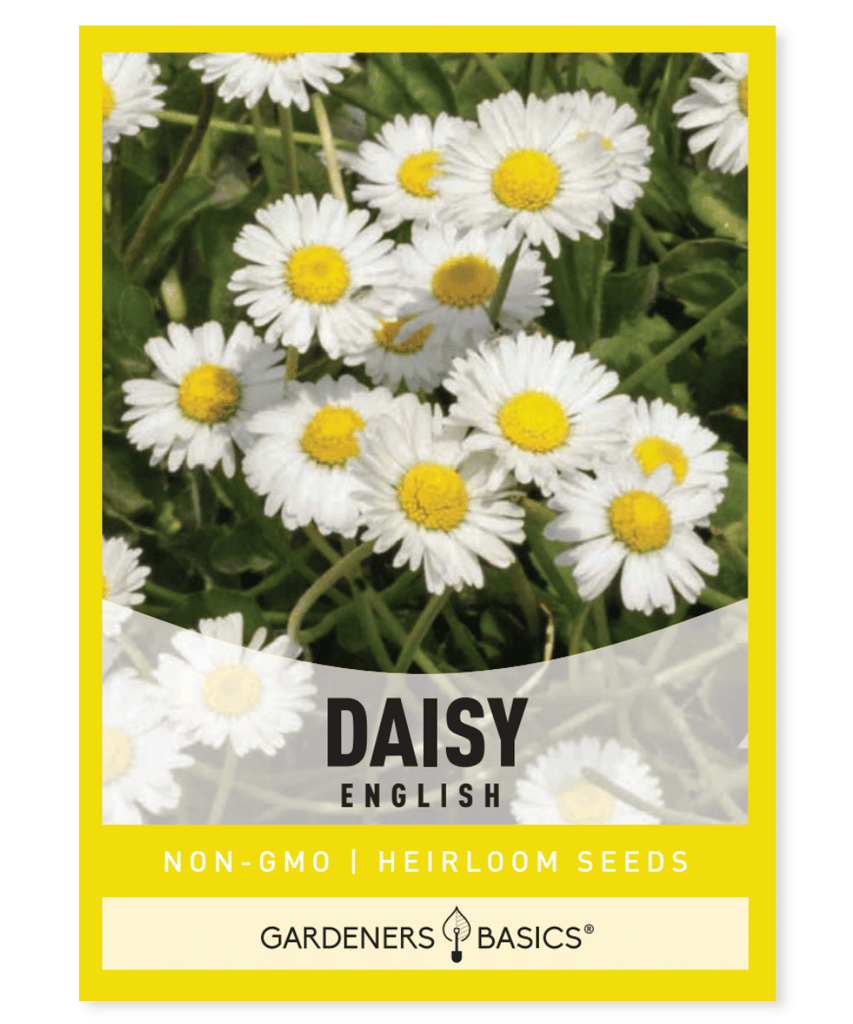 English Daisy Bellis perennis Perennial White flowers Rock gardens Containers Borders Alternative lawn mixes Full sun Partial shade Moderate moisture 4-6 inches tall Spring bloom Summer bloom Heat tolerance Afternoon shade Low-maintenance Versatile Easy to grow European flower