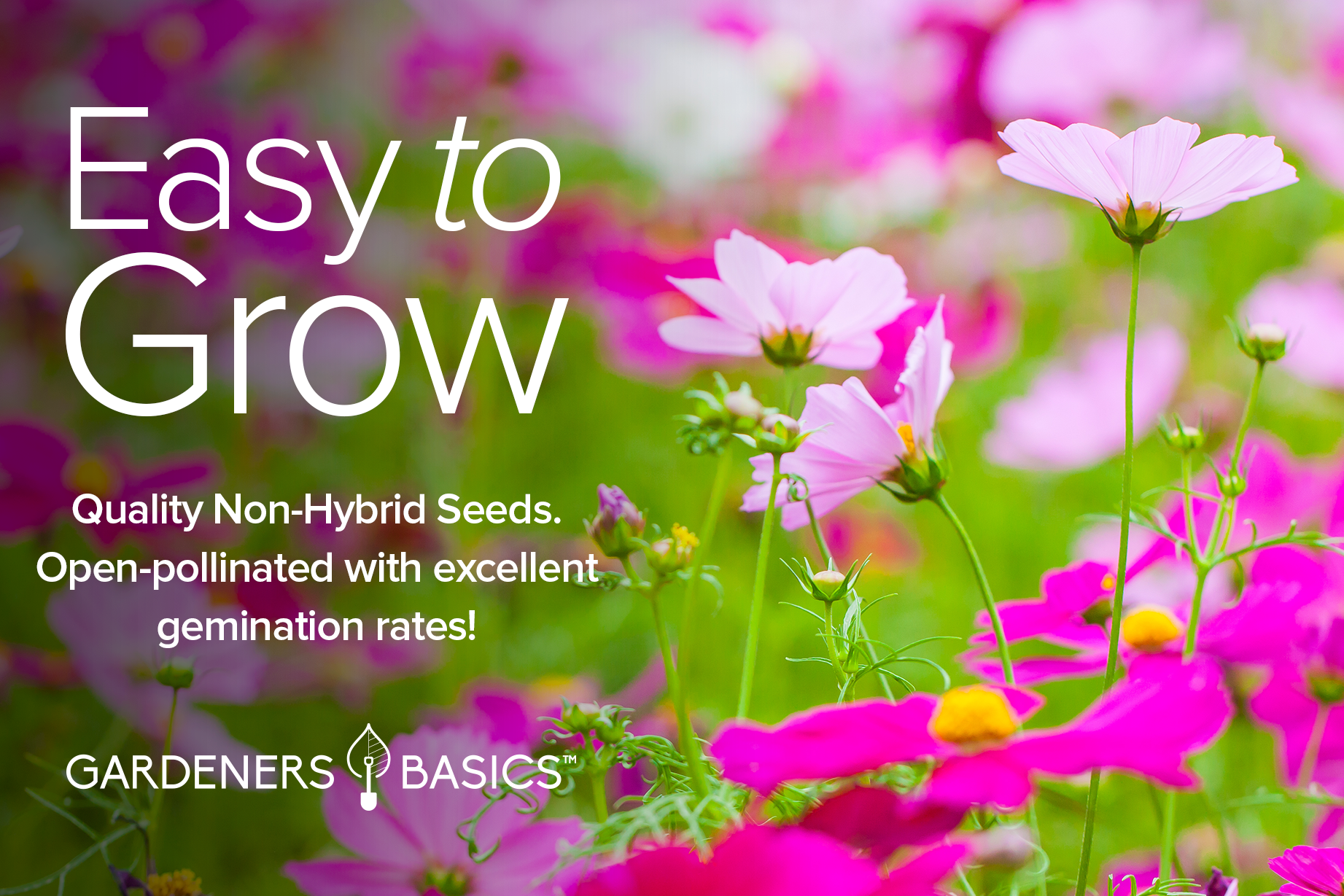 Cosmos Seeds For Planting
