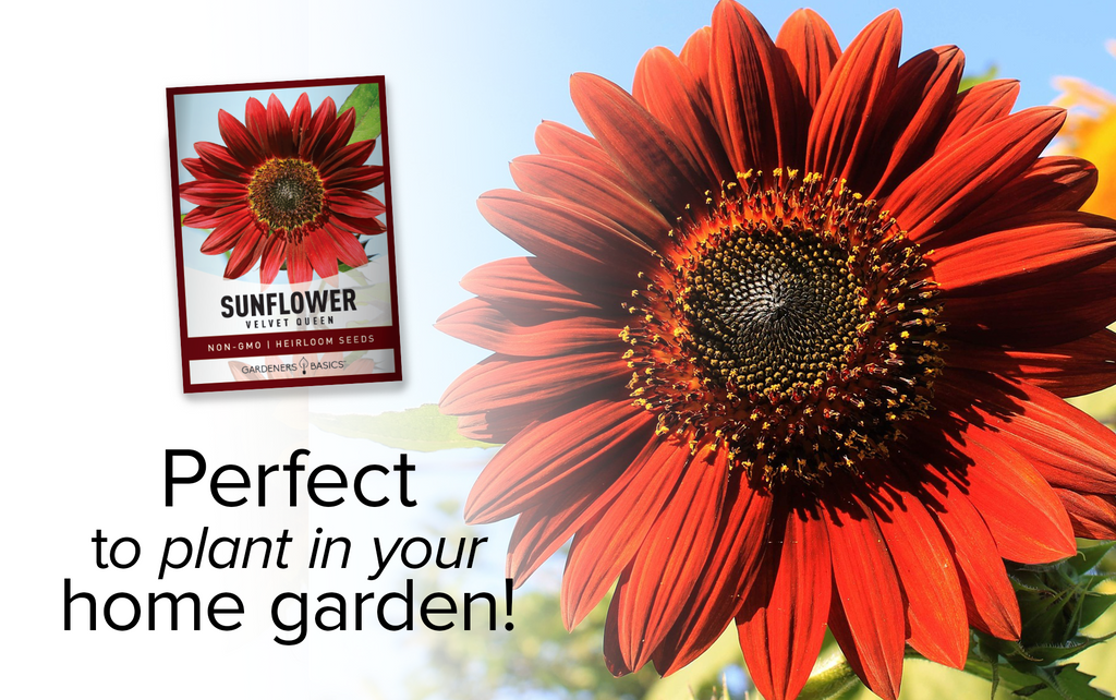 Velvet Queen Sunflower Seeds: A Breathtaking Addition to Your Garden