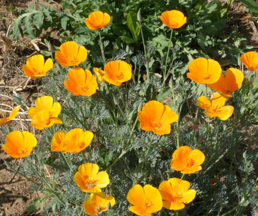 A Burst of Orange: The Bright and Beautiful California Poppy