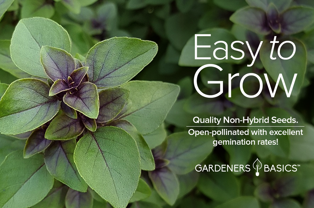 Master the Art of Growing Cinnamon Basil: A Complete Guide for Beginners