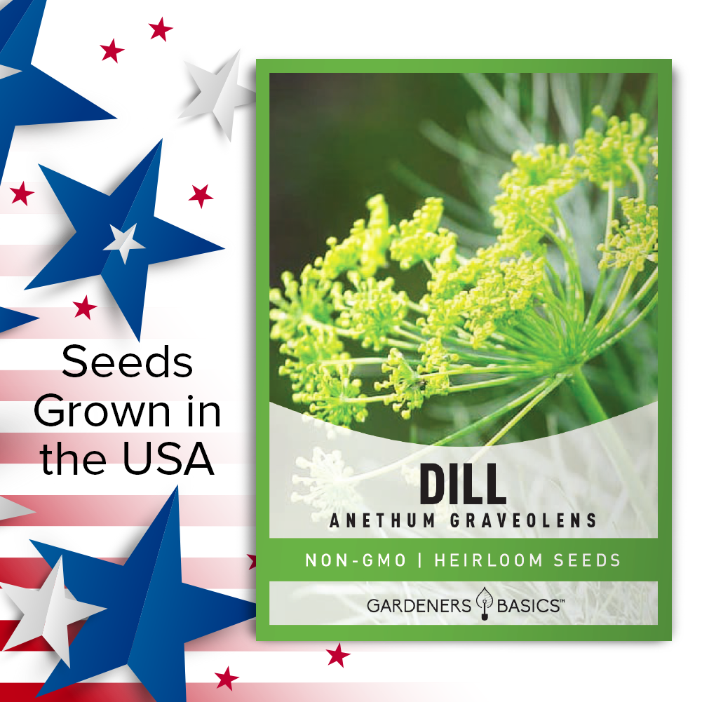 From Seeds to Harvest: Grow Vibrant Bouquet Dill in Your Garden