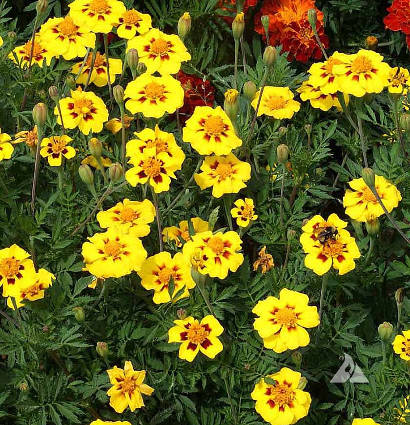French Marigold Dainty Marietta: A Must-Have for Pollinator Gardens