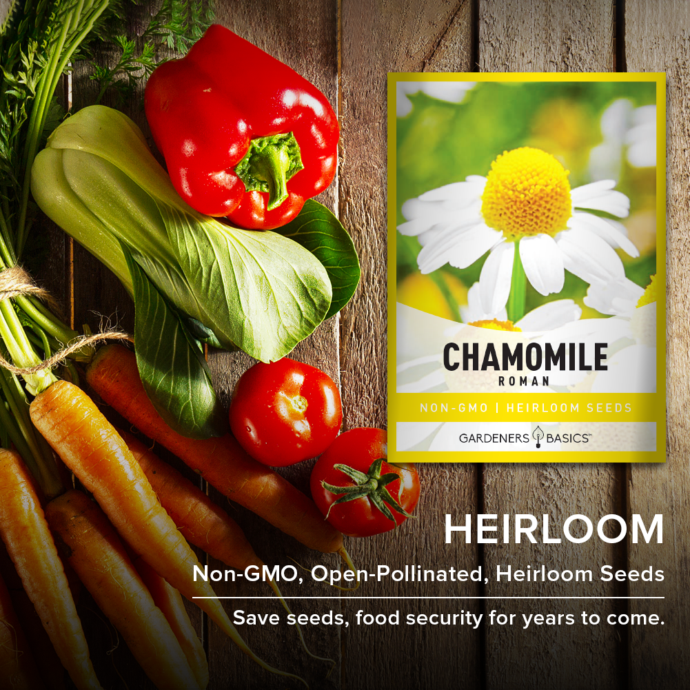Chamaemelum nobile: The Calming, Fragrant Perennial for Your Garden