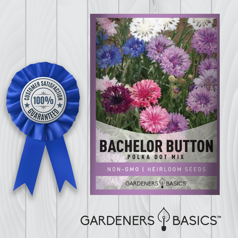 Bachelor Button Seeds, Dwarf Polka Dot Mix Bachelor Button Flower Seed