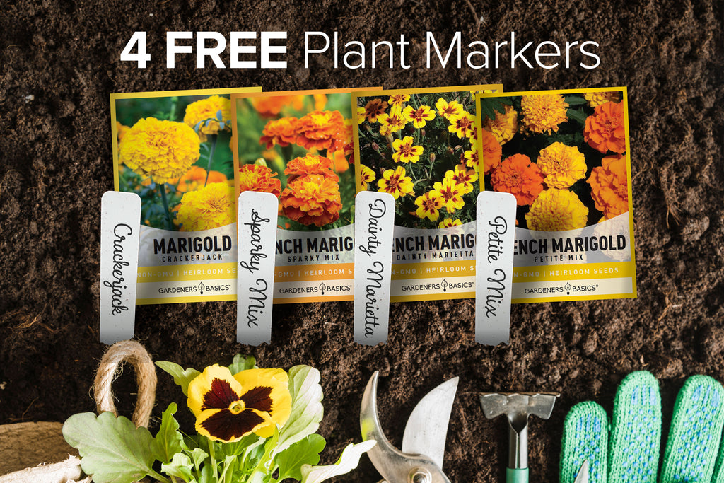 Bright and Beautiful: Our Marigold Seed Variety Pack