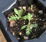 A Beginner's Guide to Using Western Yarrow in Landscaping and Restoration Projects