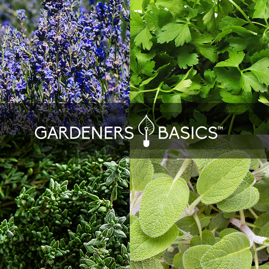 best seeds for indoor herb garden Grow 35 Herb Seed Varieties