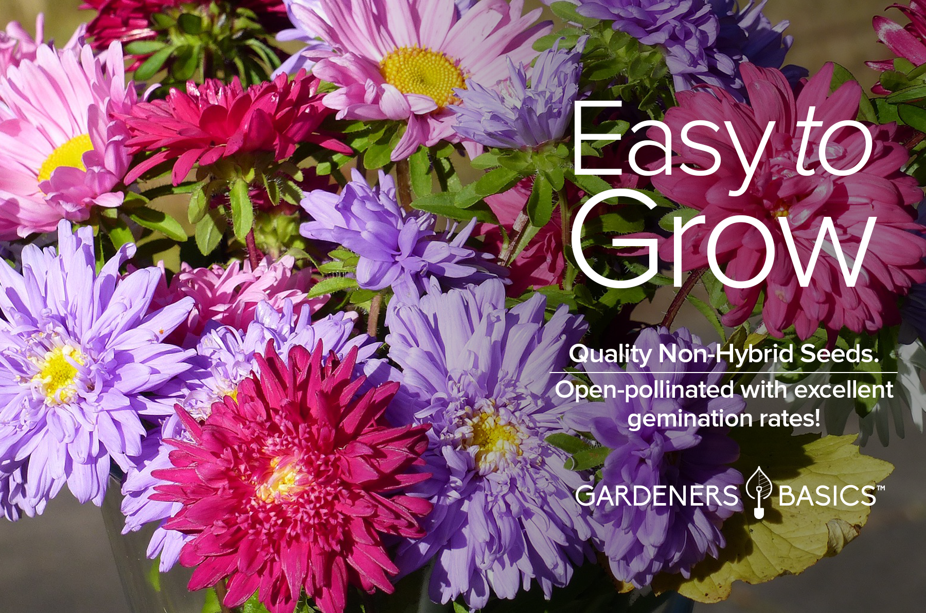 buying flower seeds from china Powder Puff China Aster Seed For Sale Buy Online From Gardeners Basics