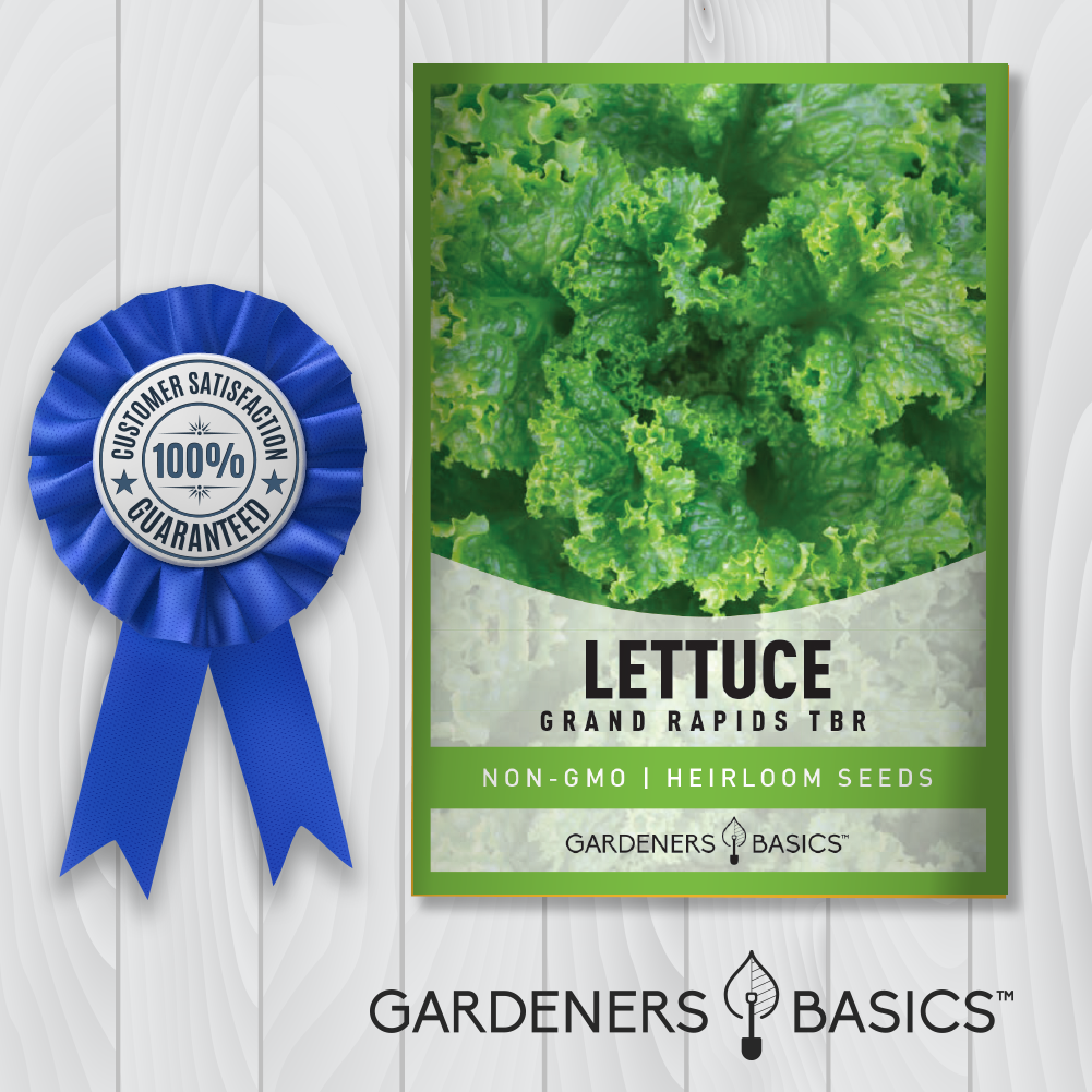 Easy-to-Grow Grand Rapids TBR Lettuce Seeds: Ideal for Beginners