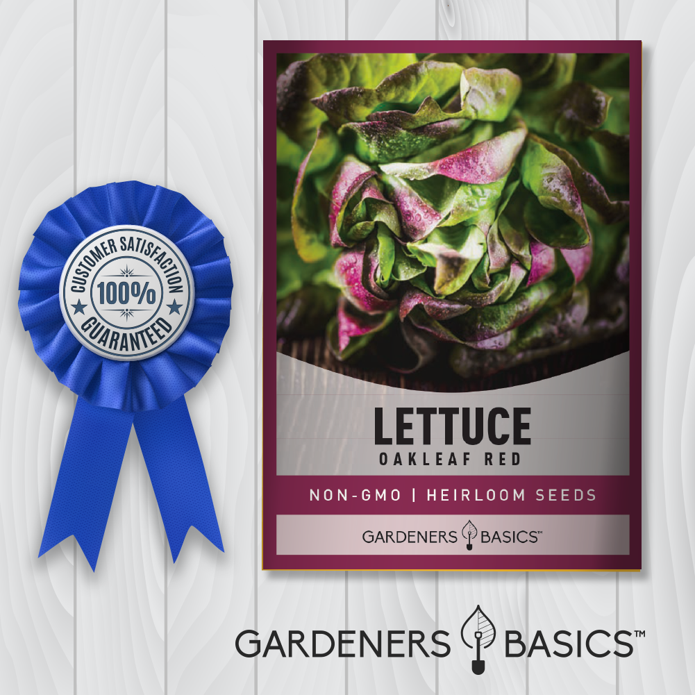 Plant & Harvest Beautiful Red Oakleaf Lettuce – High-Quality, Non-GMO Seeds