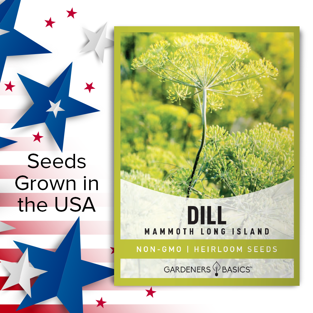 Elevate Your Cooking Game with Long Island Mammoth Dill Seeds